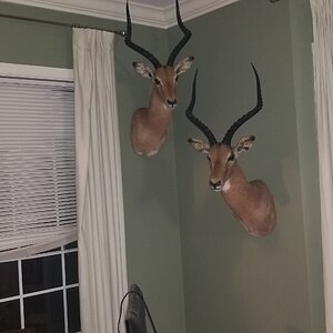 Impala Shoulder Mount Taxidermy