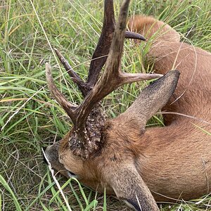 Roe Deer Hunt