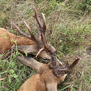 Roe Deer Hunt