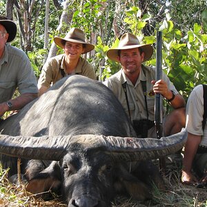 Aciatic Water Buffalo Australia Hunt