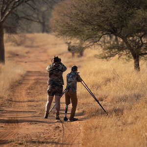 Hunting Kudu with Shooting Stick