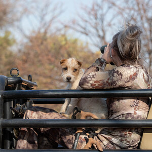 Hunting Dog