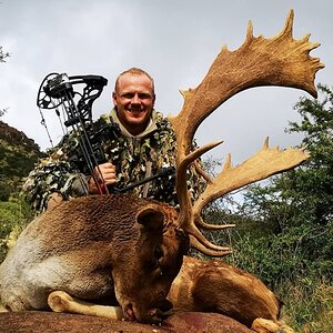 Fallow Deer Africa Hunting