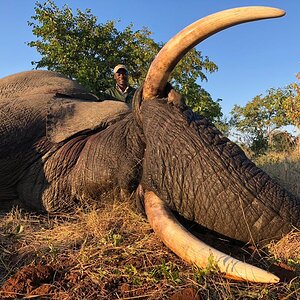 Elephant Hunt Zimbabwe