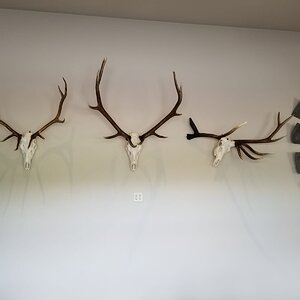 European Skull Mount Taxidermy