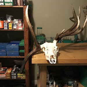 Elk European Skull Mount Taxidermy