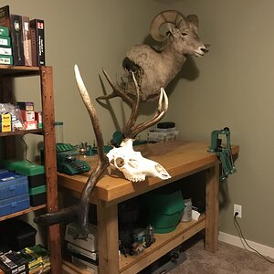 Elk European Skull Mount Taxidermy