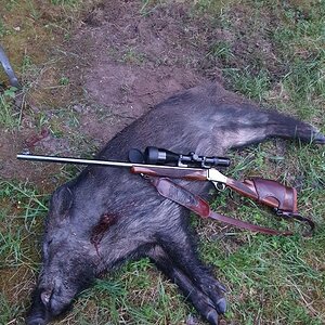 Pig Hunting