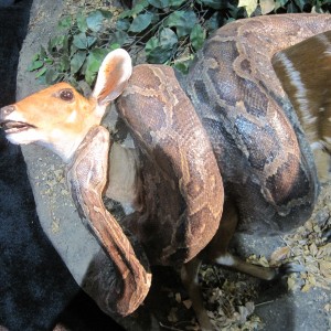 Taxidermy at Safari Club International Convention