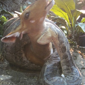 Taxidermy at Safari Club International Convention