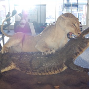 Taxidermy at Safari Club International Convention