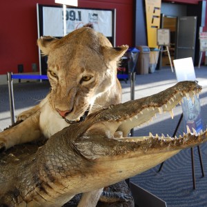 Taxidermy at Safari Club International Convention