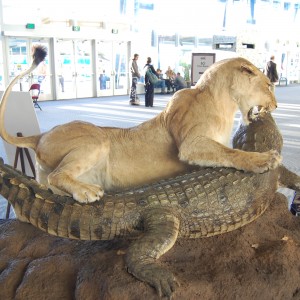 Taxidermy at Safari Club International Convention