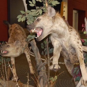 Taxidermy at Safari Club International Convention