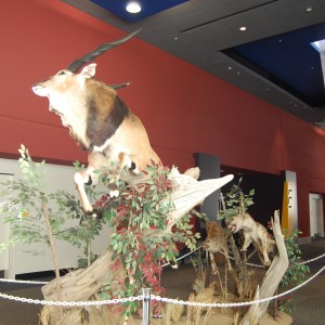 Taxidermy at Safari Club International Convention