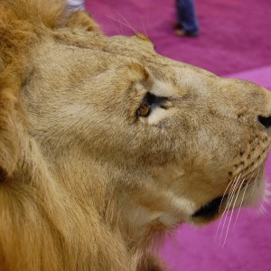 Taxidermy at Safari Club International Convention