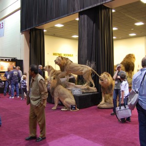 Taxidermy at Safari Club International Convention