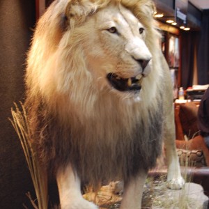 Taxidermy at Safari Club International Convention