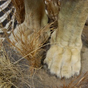 Taxidermy at Safari Club International Convention