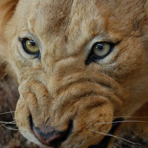 Taxidermy at Safari Club International Convention