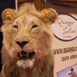 Taxidermy at Safari Club International Convention