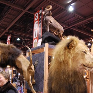 Taxidermy at Safari Club International Convention