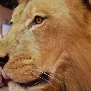 Taxidermy at Safari Club International Convention