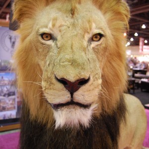 Taxidermy at Safari Club International Convention