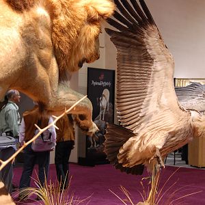 Taxidermy at Safari Club International Convention