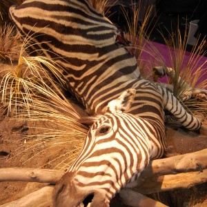 Taxidermy at Safari Club International Convention