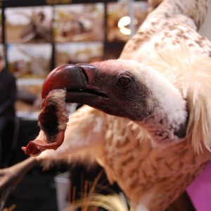 Taxidermy at Safari Club International Convention