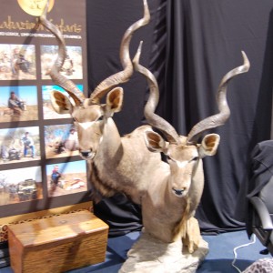 Taxidermy at Safari Club International Convention