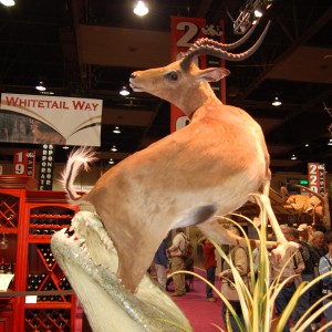 Taxidermy at Safari Club International Convention