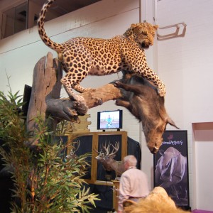 Taxidermy at Safari Club International Convention