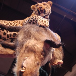 Taxidermy at Safari Club International Convention