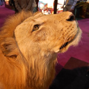 Taxidermy at Safari Club International Convention