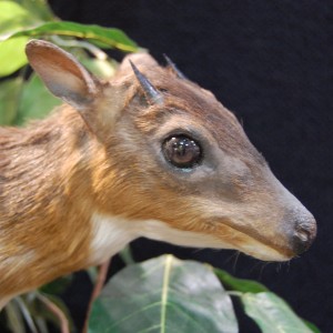 Taxidermy at Safari Club International Convention