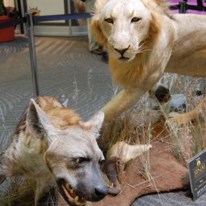 Taxidermy at Safari Club International Convention