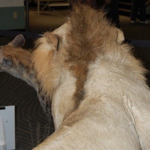 Taxidermy at Safari Club International Convention