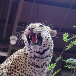 Taxidermy at Safari Club International Convention