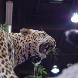 Taxidermy at Safari Club International Convention