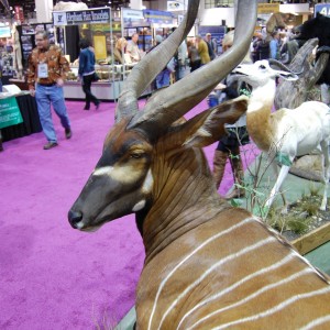 Taxidermy at Safari Club International Convention