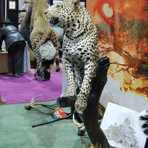 Taxidermy at Safari Club International Convention