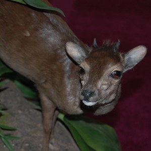 Taxidermy at Safari Club International Convention