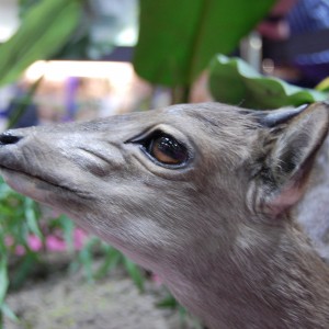 Taxidermy at Safari Club International Convention