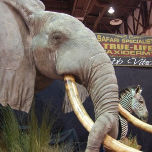 Taxidermy at Safari Club International Convention