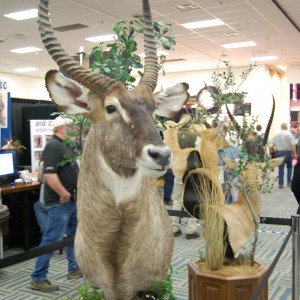 Taxidermy at Safari Club International Convention