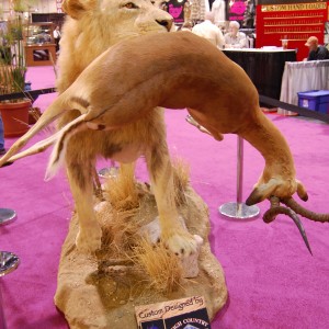 Taxidermy at Safari Club International Convention