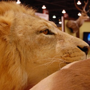 Taxidermy at Safari Club International Convention