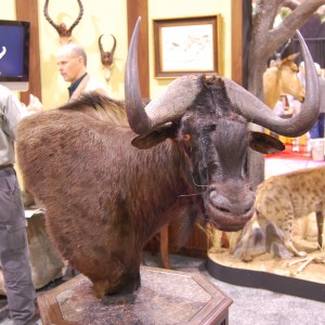 Taxidermy at Safari Club International Convention